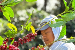 Monteverde: Zwiedzanie farmy i palarni kawy z degustacją