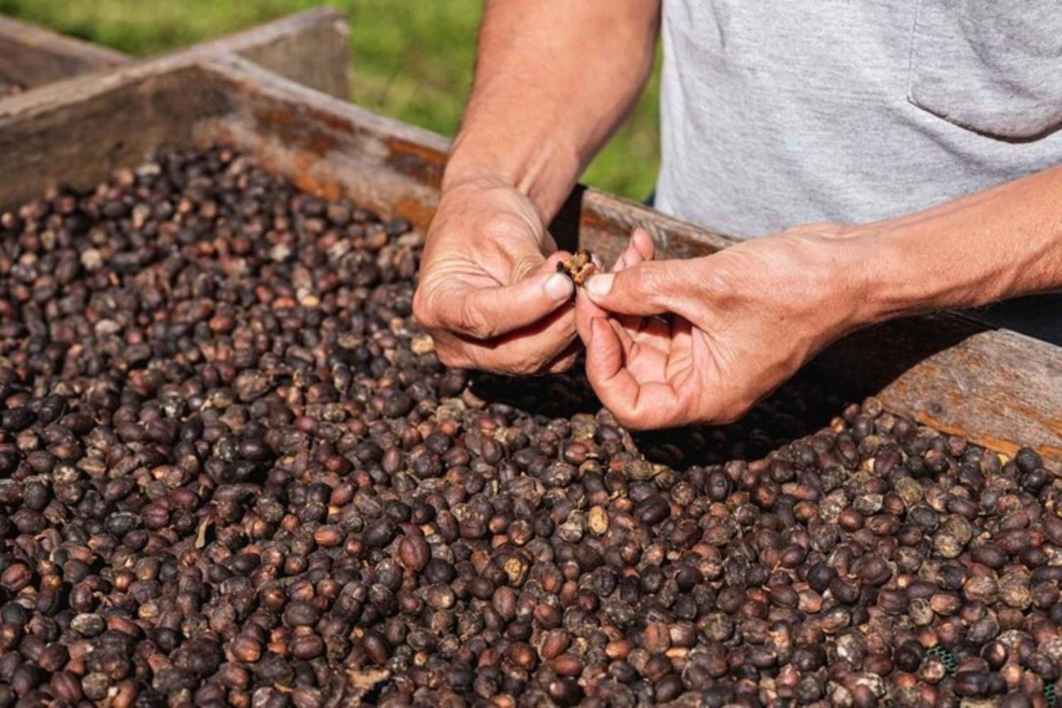Monteverde: tour del café, la caña de azúcar y el chocolate