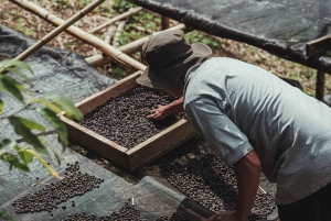 Monteverde: tour del café, la caña de azúcar y el chocolate