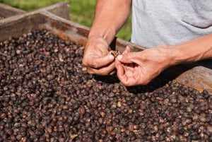 Monteverde: tour del café, la caña de azúcar y el chocolate