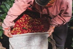 Monteverde: tour del café, la caña de azúcar y el chocolate