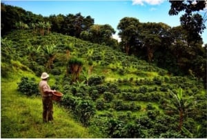 Monteverde: Kahvi-, sokeriruoko- ja suklaakierros