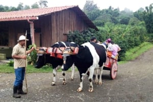 Monteverde: Kahvi-, sokeriruoko- ja suklaakierros