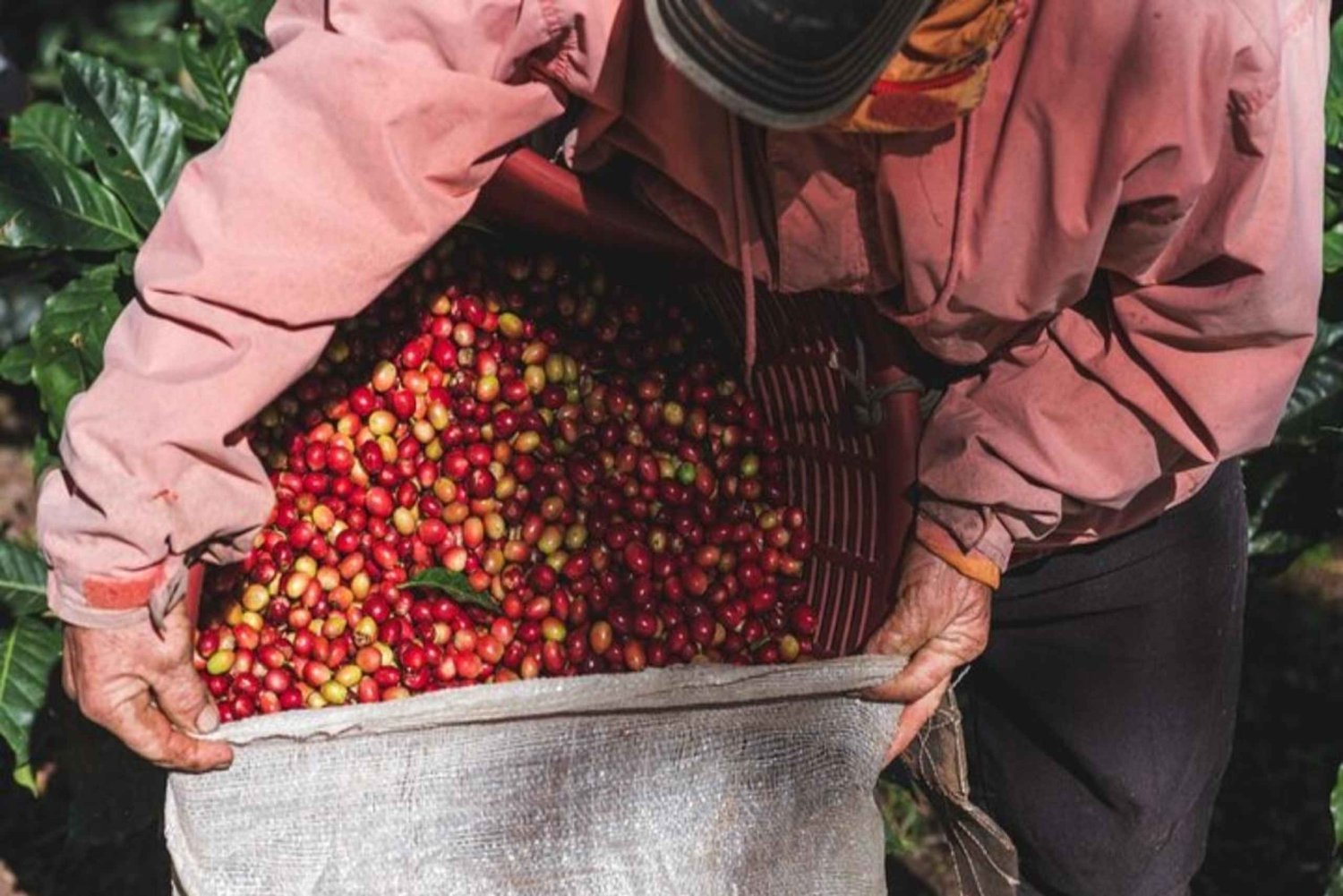 Monteverde: Kahvikierros ja yöretki