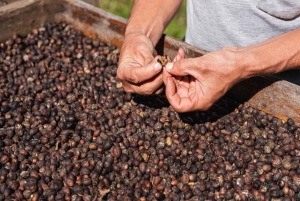 Monteverde: Kaffetur och kvällspromenad