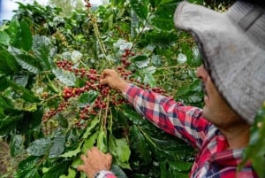 Monteverde: Kaffetur och kvällspromenad