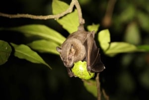 Monteverde: Kaffetur och kvällspromenad