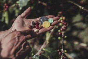 Monteverde: Kaffetur och kvällspromenad