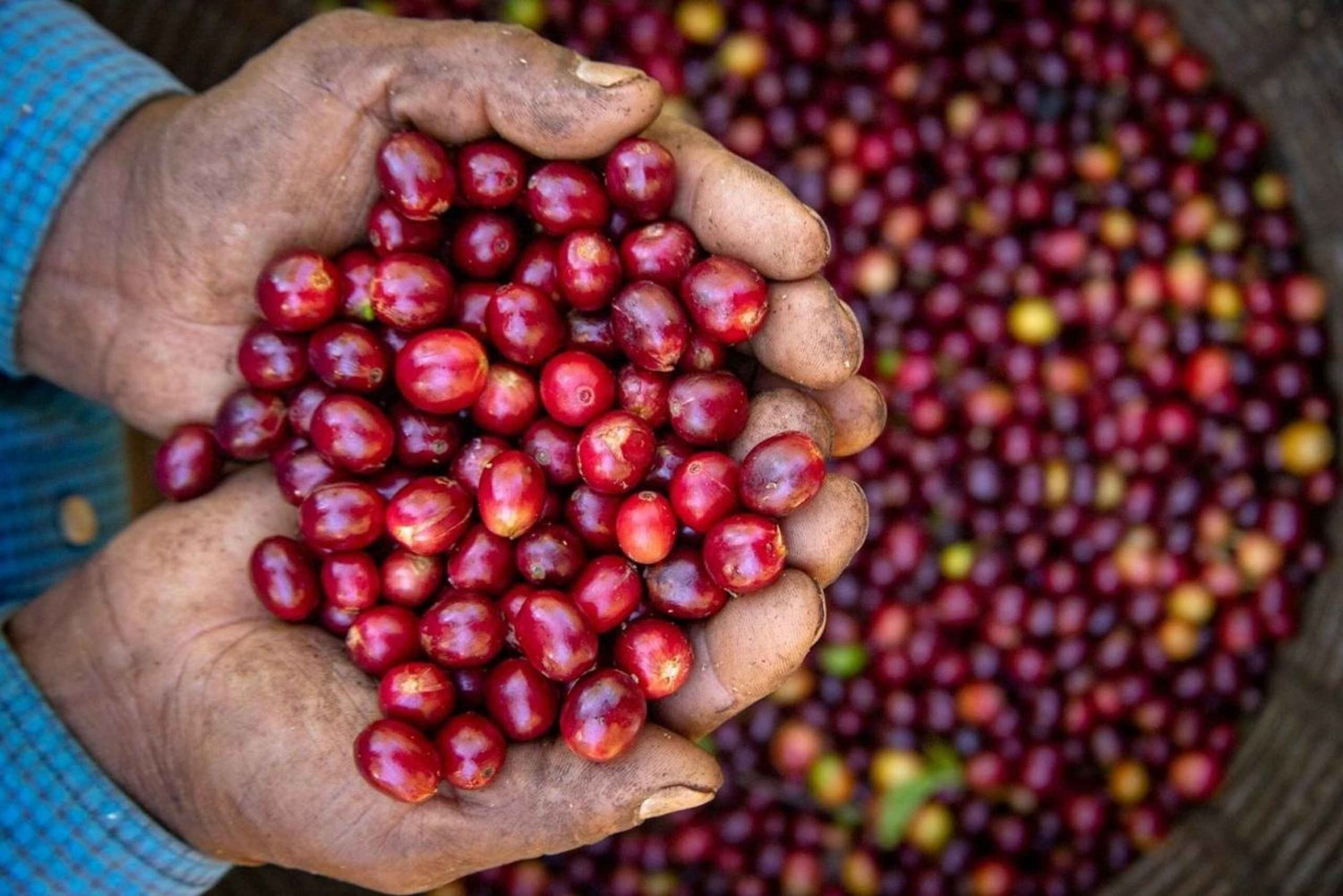 Monteverde: Coffee Farm & Roastery Tour with Tasting