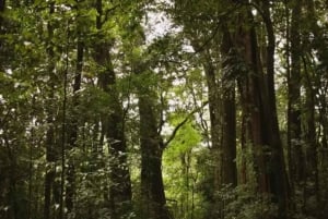 Monteverde: Curi Cancha Reserve Guided Hike