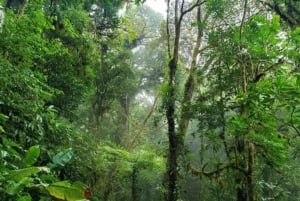 Monteverde: Curi Cancha Reserve Guided Hike