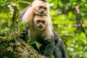 Monteverde: Curi Cancha Reserve Guided Hike