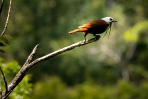 Monteverde: Curi Cancha Reserve Guided Hike