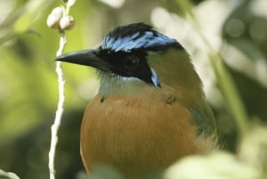 Monteverde: Curi Cancha Reserve Guided Nature Walk