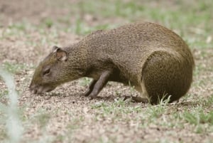 Monteverde: Curi Cancha Reserve Guided Nature Walk