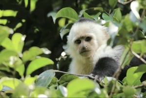 Monteverde: Curi Cancha Reserve Guided Nature Walk