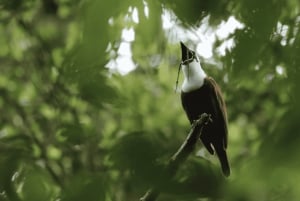 Monteverde: Curi Cancha Reserve Guided Nature Walk