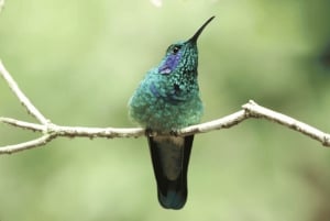 Monteverde: Curi Cancha Reserve Guided Nature Walk