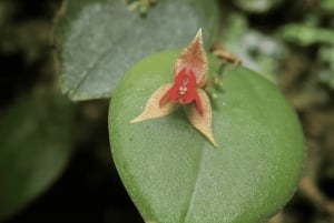 Monteverde: Curi Cancha Reserve Guided Nature Walk