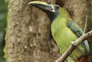 Monteverde: Curi Cancha Reserve Guided Nature Walk