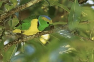 Monteverde: Curi Cancha Reserve Guided Nature Walk