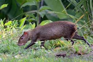 Monteverde: Curi Cancha Reserve Guided Tour