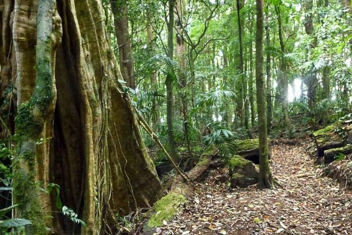 Monteverde: tour de la reserva de Curi-Cancha con boleto de entrada
