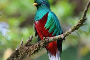 Monteverde: visite de la réserve de Curi-Cancha avec billet d'entrée