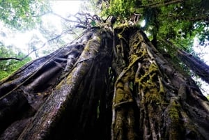 Monteverde: tour de la reserva de Curi-Cancha con boleto de entrada