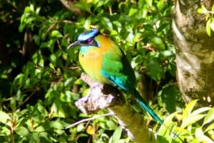 Monteverde: Curi-Cancha Reserve Tour med entrébiljett