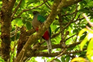 Monteverde: Curi-Cancha Reservat Tour mit Eintrittskarte