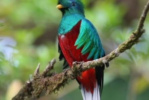 Monteverde: Curi-Cancha Reserve Tour with Entry Ticket