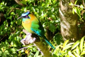 Monteverde: Curi-Cancha Reserve Tour with Entry Ticket