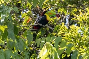 Monteverde: Curi-Cancha Reserve Tour with Entry Ticket