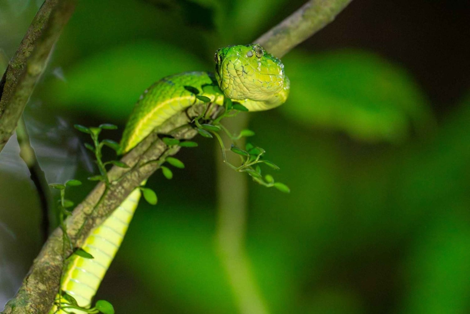 Monteverde Day & Night Nature Experience – All Inclusive