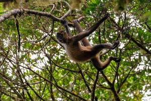 Monteverde Day & Night Nature Experience – All Inclusive