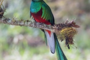 Monteverde Day & Night Nature Experience – All Inclusive