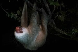 Monteverde Day & Night Nature Experience – All Inclusive