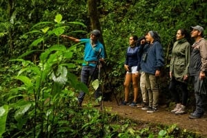 Monteverde Day & Night Nature Experience – All Inclusive