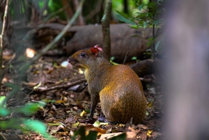 Monteverde Day & Night Nature Experience – All Inclusive