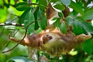 Monteverde Day & Night Nature Experience – All Inclusive