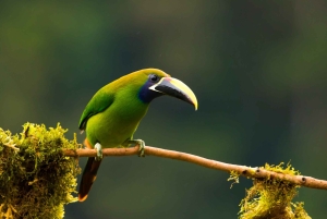 Monteverde Day & Night Nature Experience – All Inclusive