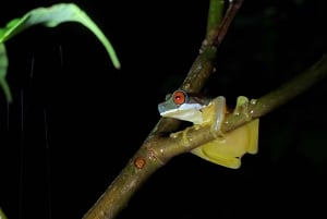 Monteverde dagstur om morgenen og aftentur