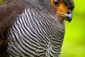 Monteverde dagstur om morgenen og aftentur