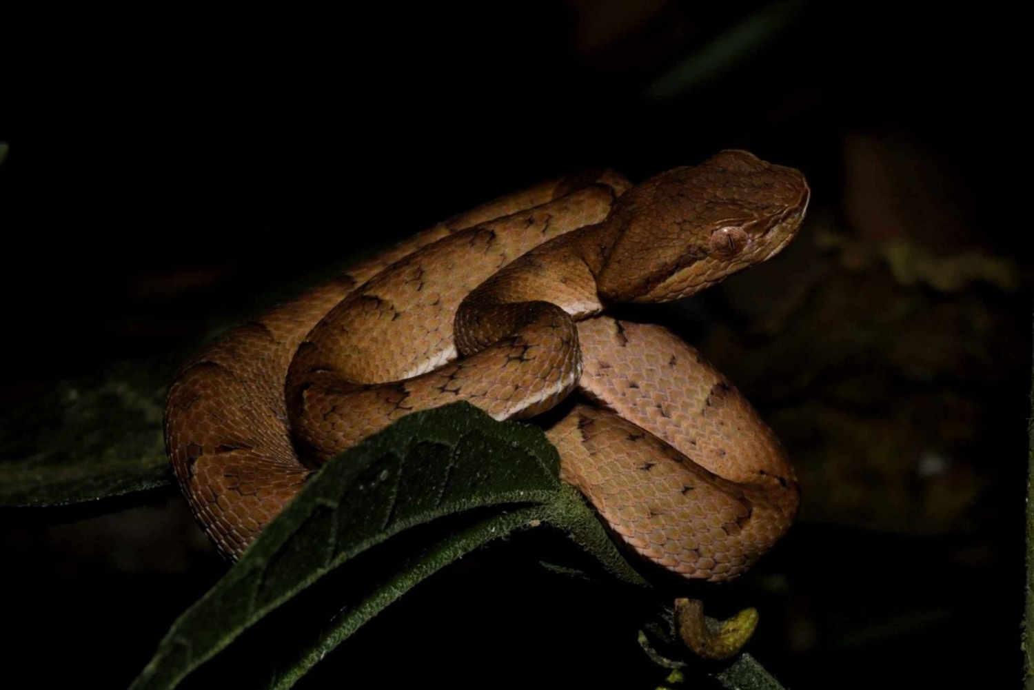 Monteverde: discovering the night creatures