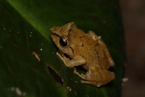 Monteverde: discovering the night creatures