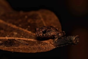 Monteverde: discovering the night creatures