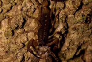 Monteverde: discovering the night creatures
