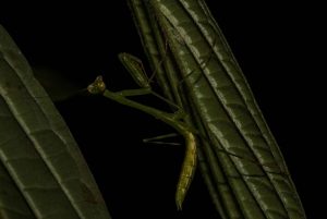 Monteverde: discovering the night creatures