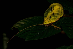 Monteverde: discovering the night creatures